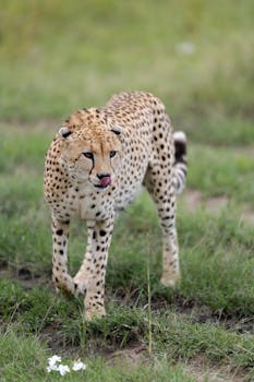 Uudet Pokerihuoneet Suomessa: Parhaat Mahdollisuudet Ja Kasvaa Tulevaisuudessa