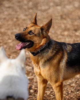Paf Pokeri Bonuskoodi: Opas Bonuskoodien Hyödyntämiseen Ja Tarjouksiin