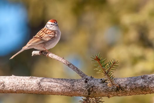 Asuntolainan Kilpailuttaminen: Kätevä Opas Lainan Vertailuun Ja Valintaan