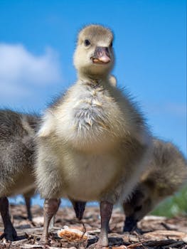 Autolaina: Vaihtoehdot, Edut Ja Valintaopas